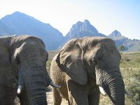 Fairy Glen elephants