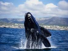 Southern Right Whale breaching