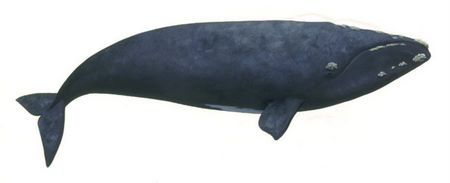 Southern Right Whale