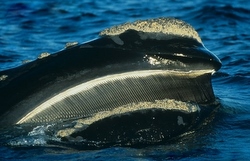 Southern Right Whale skim feeding