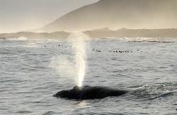 Southern Right Whale blowing Southern Right Whale blowing