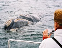 Whale watching from boat